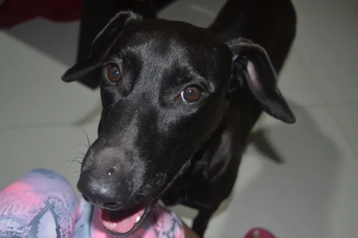 Cachorro raça SRD idade 7 a 11 meses nome Junior