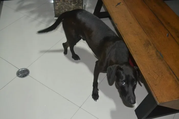 Cachorro raça SRD idade 7 a 11 meses nome Junior