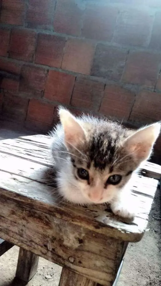 Gato ra a Sem raça definida idade Abaixo de 2 meses nome Pérola