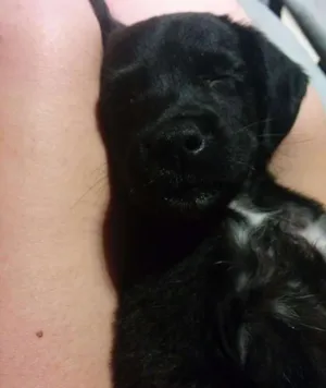 Cachorro raça SRD idade 2 a 6 meses nome Nina