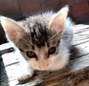 Gato raça Sem raça definida idade Abaixo de 2 meses nome Pérola