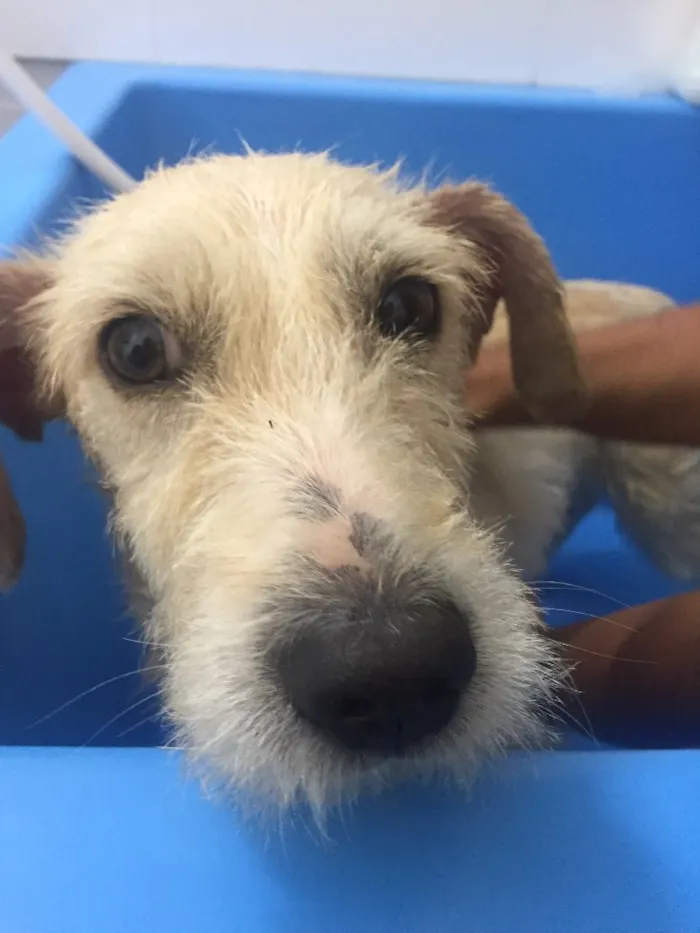 Cachorro ra a não sei idade 1 ano nome não sei