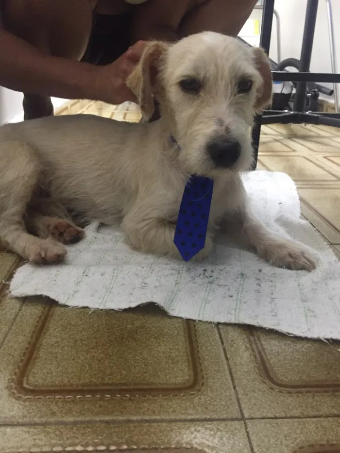 Cachorro ra a não sei idade 1 ano nome não sei