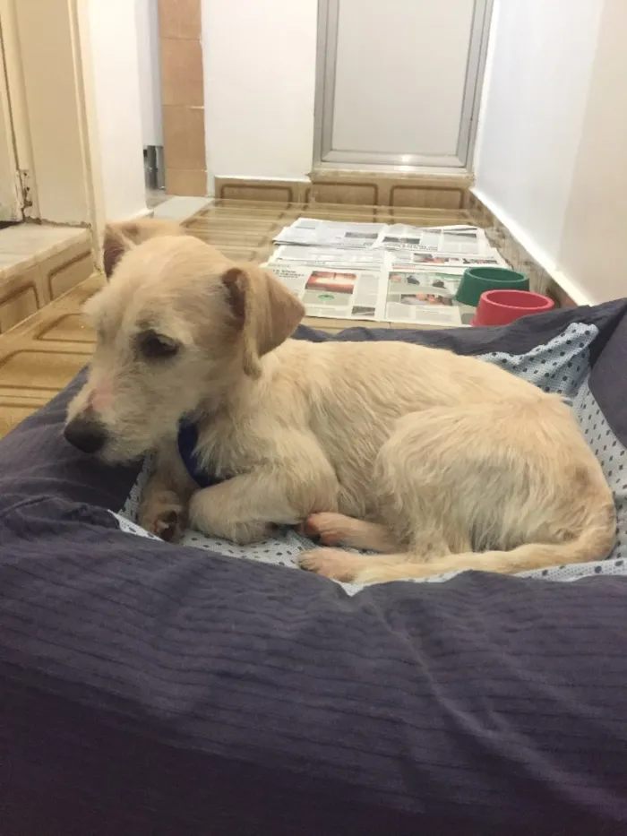 Cachorro ra a não sei idade 1 ano nome não sei