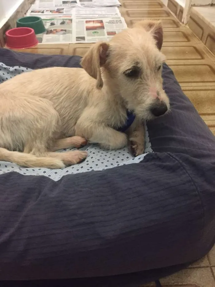 Cachorro ra a não sei idade 1 ano nome não sei