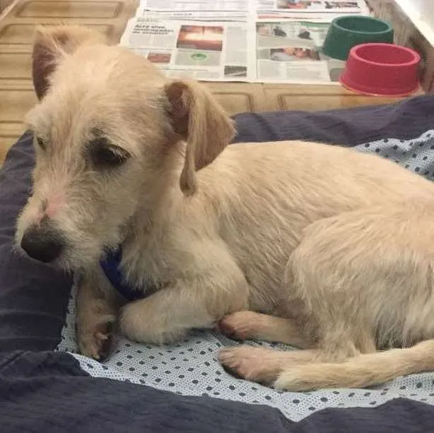 Cachorro ra a não sei idade 1 ano nome não sei
