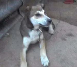 Cachorro raça RND idade 2 a 6 meses nome hans