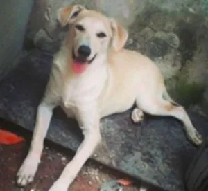 Cachorro raça SRD idade 1 ano nome MANUELA
