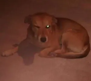 Cachorro raça Indefinida idade 1 ano nome Caramelo