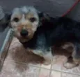 Leão