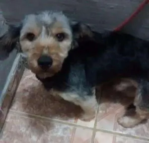 Cachorro raça yorkshire neto de salcicha  idade 1 ano nome Leão