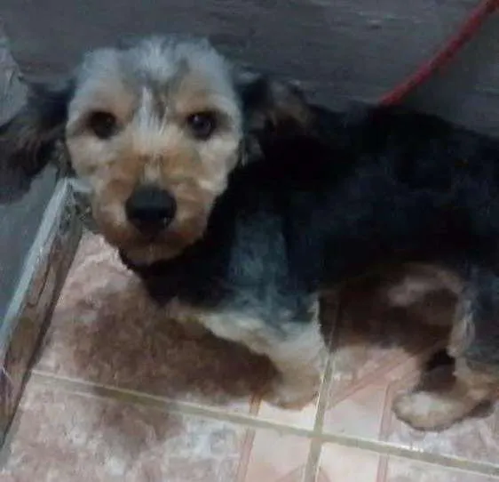 Cachorro ra a yorkshire neto de salcicha  idade 1 ano nome Leão