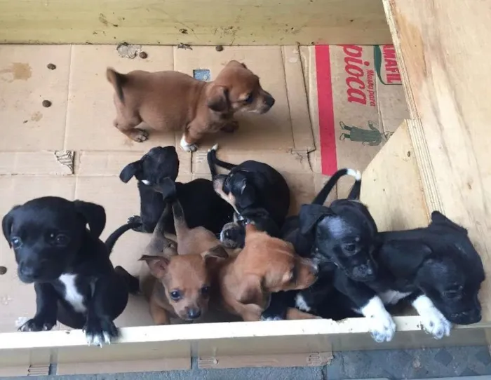 Cachorro ra a vira latinhas idade 2 a 6 meses nome sem nome