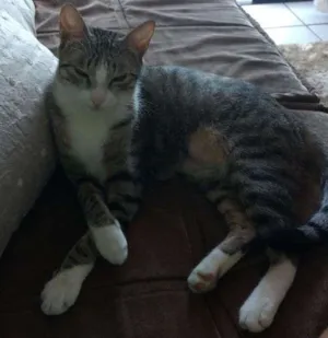 Gato raça Brasileira idade 1 ano nome Mel