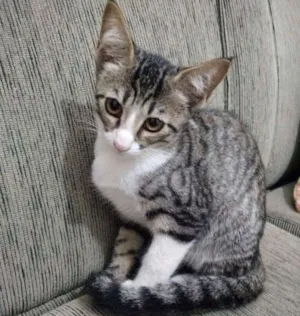 Gato raça  idade 2 a 6 meses nome Família dos pequenos