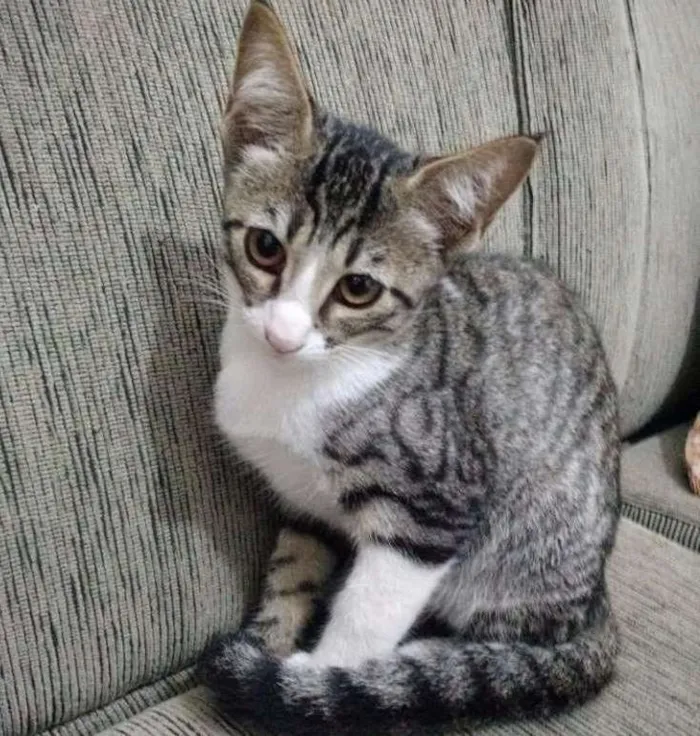 Gato ra a  idade 2 a 6 meses nome Família dos pequenos