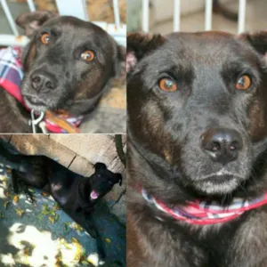 Cachorro raça SRD idade 3 anos nome NEGUINHO