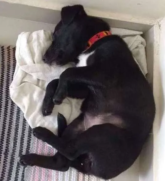 Cachorro ra a Mestiça de Labrador idade 2 a 6 meses nome Pretinha