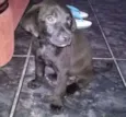 pretinha