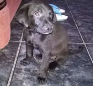 Cachorro raça vira lata idade Abaixo de 2 meses nome pretinha
