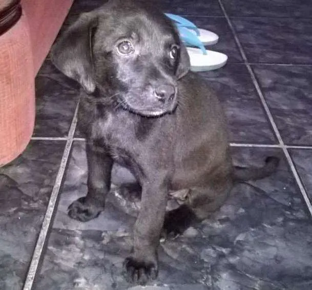 Cachorro ra a vira lata idade Abaixo de 2 meses nome pretinha
