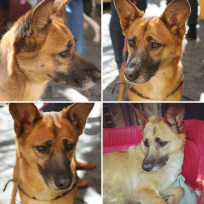 Cachorro ra a SRD idade 6 ou mais anos nome INDRA