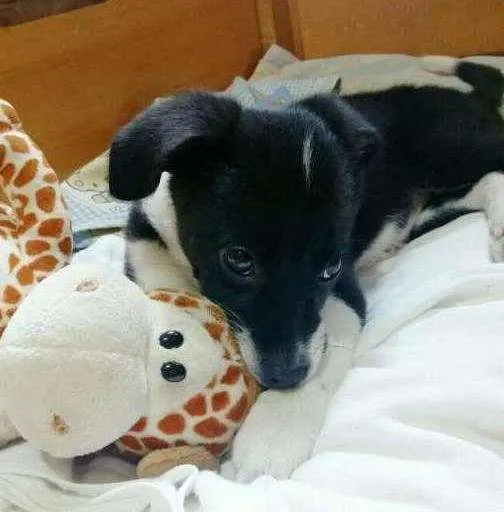 Cachorro ra a SRD idade 1 ano nome Mikaela
