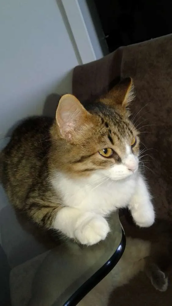 Gato ra a indefinida  idade 2 a 6 meses nome Tigrao
