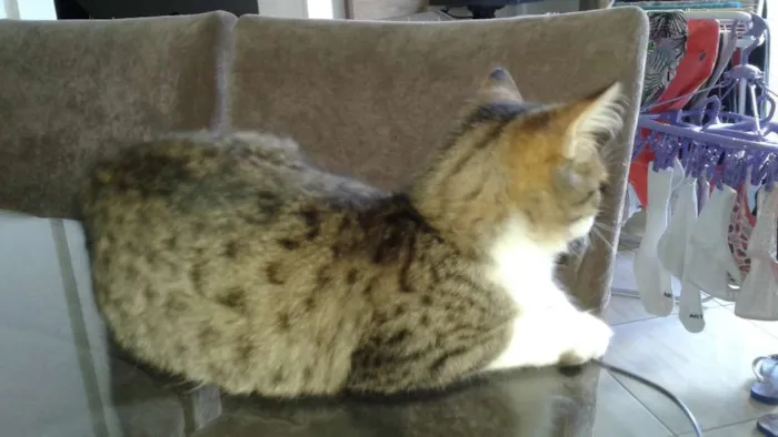 Gato ra a indefinida  idade 2 a 6 meses nome Tigrao