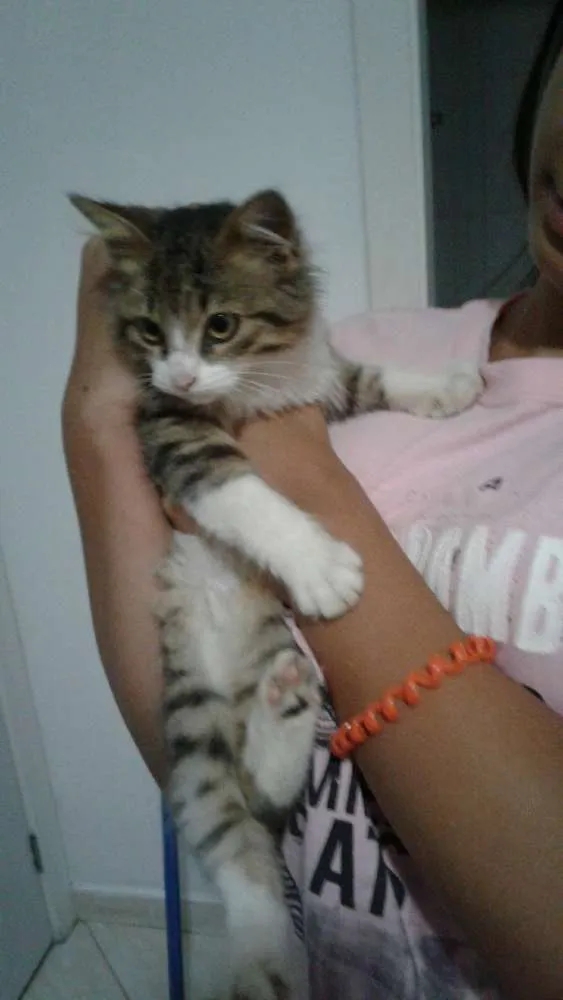 Gato ra a indefinida  idade 2 a 6 meses nome Tigrao