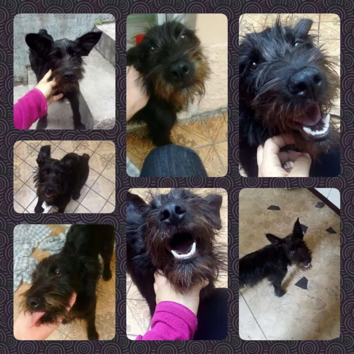 Cachorro ra a viralata idade 7 a 11 meses nome Bili