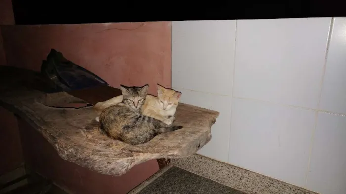 Gato raça Sem raça  idade 2 a 6 meses nome Lindinha e Joaquina 