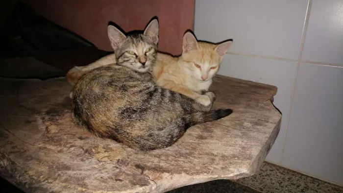 Gato raça Sem raça  idade 2 a 6 meses nome Lindinha e Joaquina 