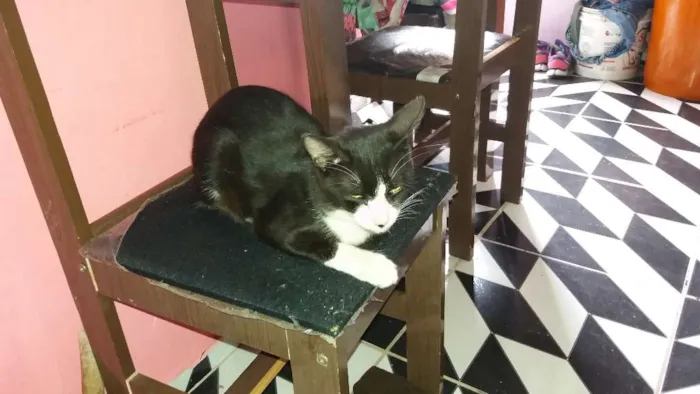 Gato raça Não definida idade 1 ano nome Jubileu 