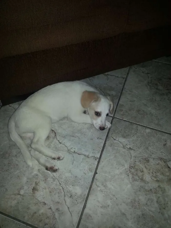 Cachorro ra a Indefinida idade 2 a 6 meses nome Nina