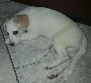 Cachorro raça Indefinida idade 2 a 6 meses nome Nina