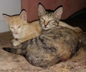 Gato raça Sem raça  idade 2 a 6 meses nome Lindinha e Joaquina 