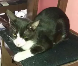 Gato raça Não definida idade 1 ano nome Jubileu 