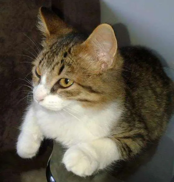 Gato ra a indefinida  idade 2 a 6 meses nome Tigrao