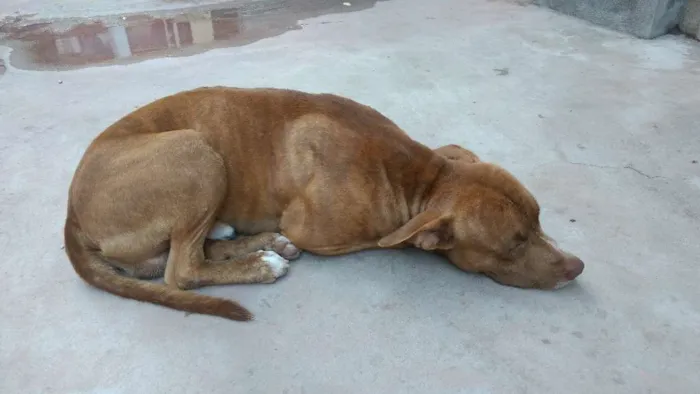 Cachorro raça Pit-Bull idade 2 anos nome Smoke