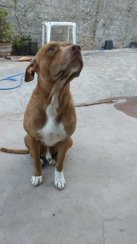 Cachorro raça Pit-Bull idade 2 anos nome Smoke