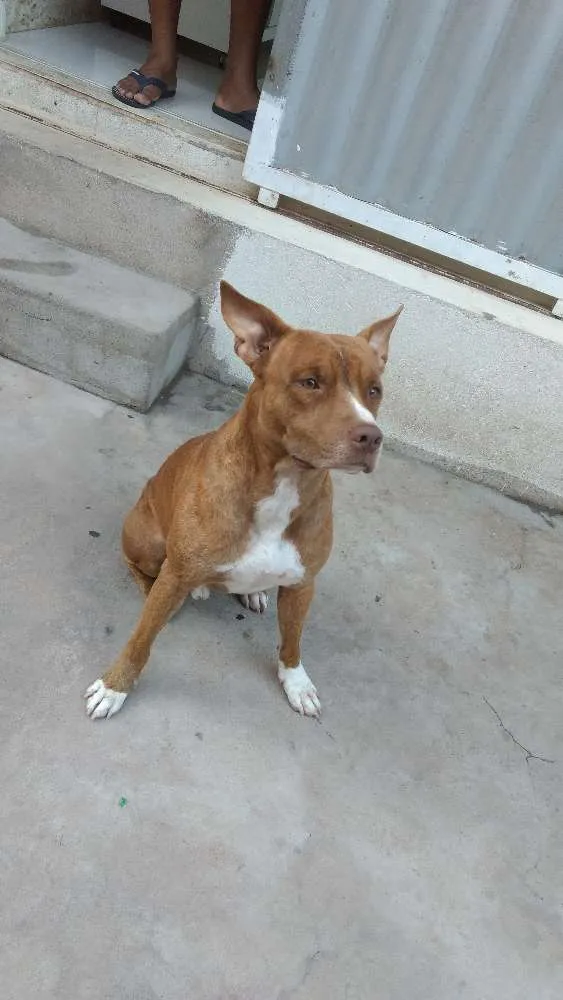 Cachorro raça Pit-Bull idade 2 anos nome Smoke