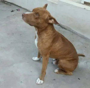 Cachorro raça Pit-Bull idade 2 anos nome Smoke