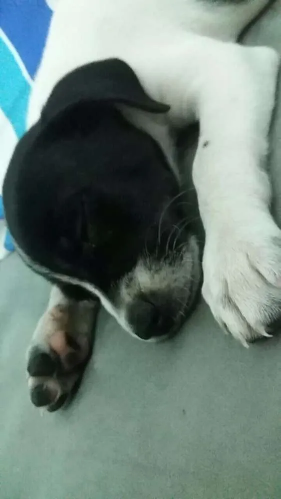 Cachorro ra a vira lata idade 7 a 11 meses nome nana