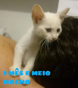 Gato raça SRD idade Abaixo de 2 meses nome Filhotinhos