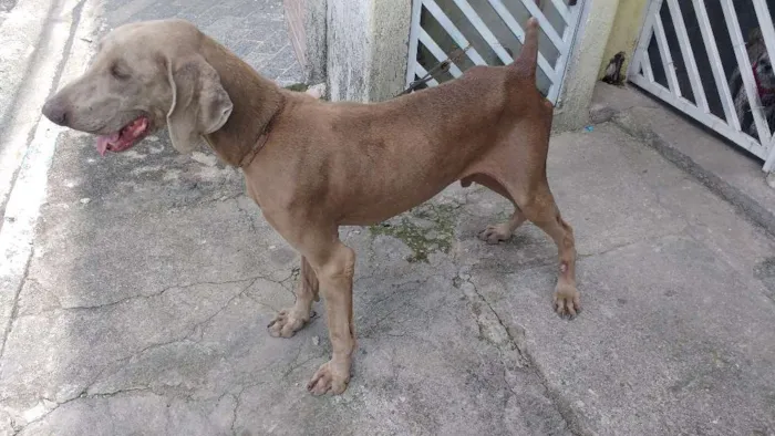 Cachorro ra a Weimaraner idade 3 anos nome Bob