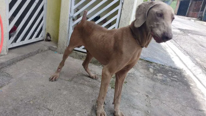 Cachorro ra a Weimaraner idade 3 anos nome Bob