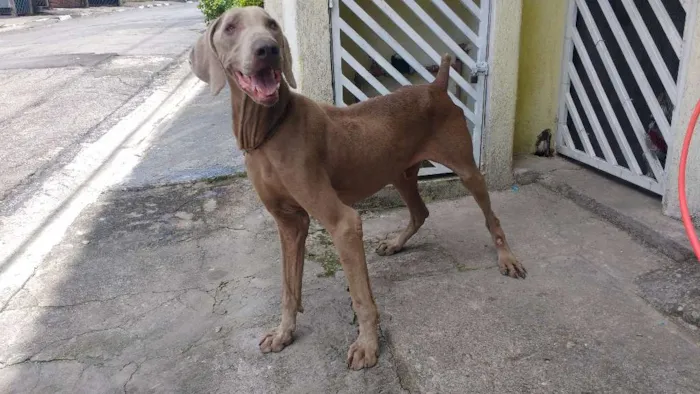 Cachorro ra a Weimaraner idade 3 anos nome Bob