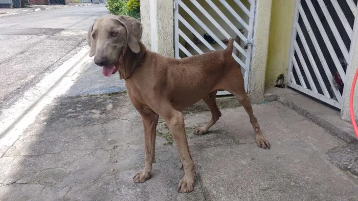 Cachorro ra a Weimaraner idade 3 anos nome Bob