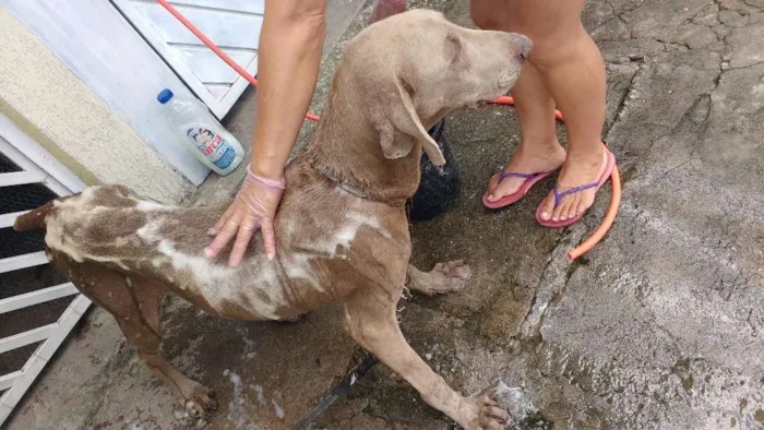 Cachorro ra a Weimaraner idade 3 anos nome Bob